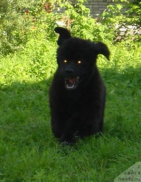 Фото: ньюфаундленд Бегущая по Волнам Дансинг Квин (Beguschaya po Volnam Dancing Queen)