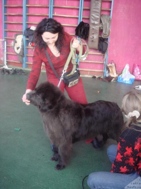 Фото: ньюфаундленд Севертан Светская Львица, Татьяна Бахтерева