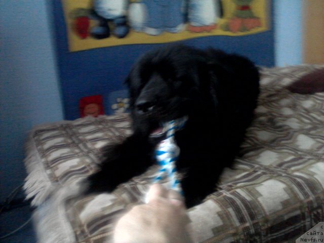 Фото: ньюфаундленд Ласковый Мишка