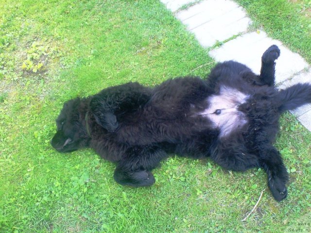 Фото: ньюфаундленд Very Fairweathers X'Got The Rhythm