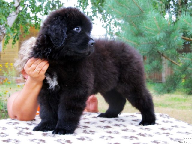 Фотография № 73854