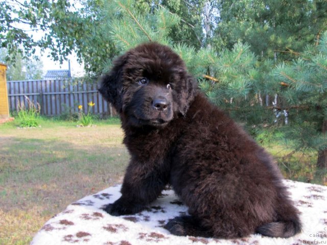 Фото: ньюфаундленд Бэлла Мосс Целлариус