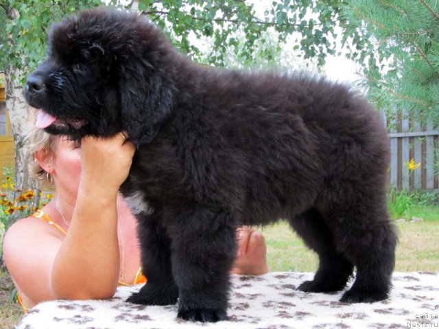 Фото: ньюфаундленд Бэлла Мосс Целлариус