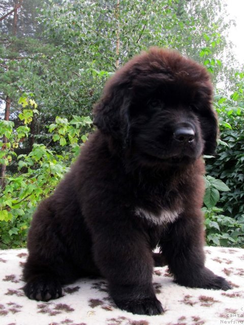 Фото: ньюфаундленд Бэлла Мосс Целлариус