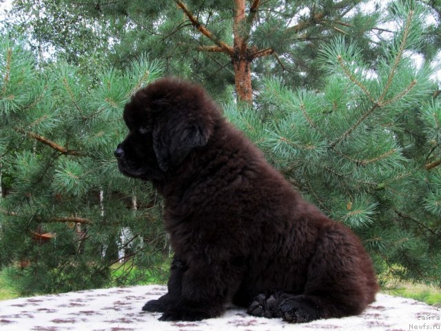 Фото: ньюфаундленд Бэлла Мосс Цитериус