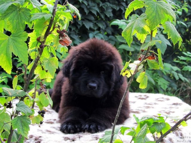 Фото: ньюфаундленд Бэлла Мосс Целлариус