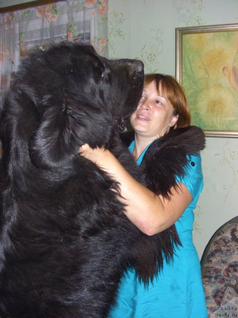 Фото: ньюфаундленд Акин Соул София, Лиля