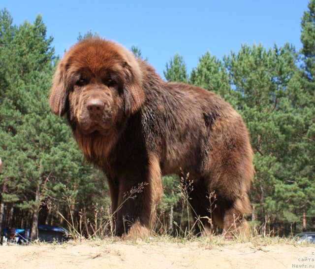 Фото: ньюфаундленд Черный Шарм Ангельская Красота (Chernyi Sharm Angel'skaya Krasota)
