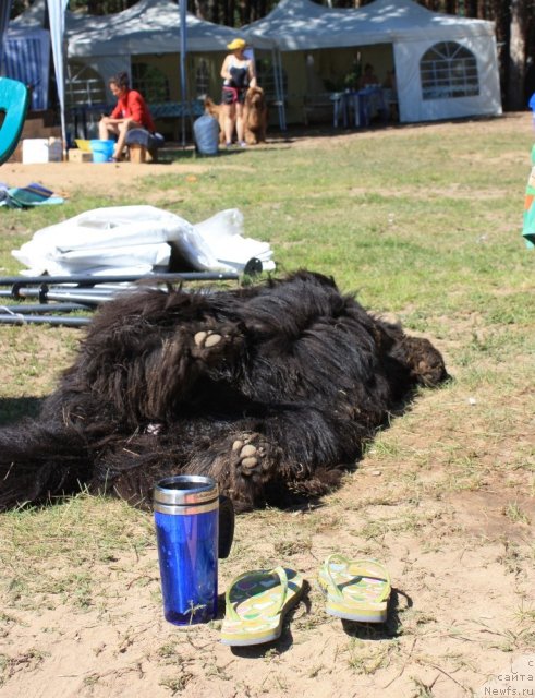 Фото: ньюфаундленд Чанси из Золотого Треугольника