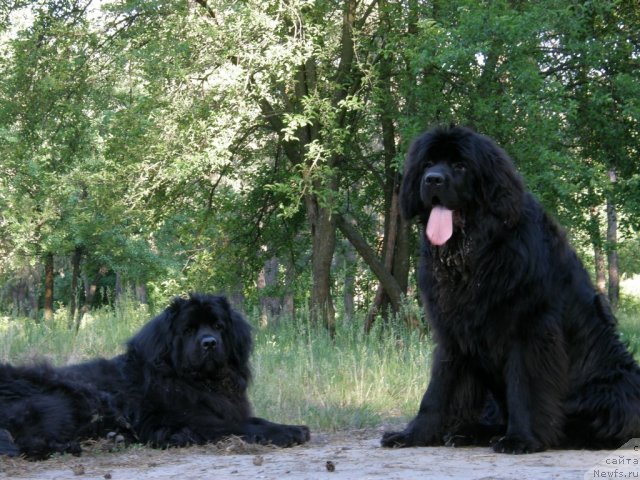 Фото: ньюфаундленд Velyke Malyatko Ya Volodar Mrij'