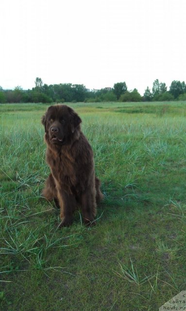 Фото: ньюфаундленд Багряная Осень из Аркаима