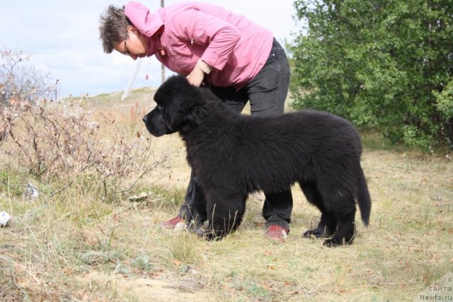 Фото: ньюфаундленд Бегущая по Волнам Зеро Коол