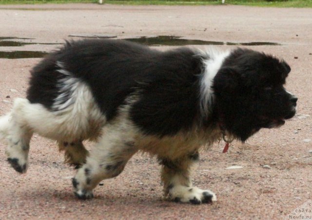 Фото: ньюфаундленд Питерньюф И Дид Ит Агаин (Piternyuf I Did It Again)