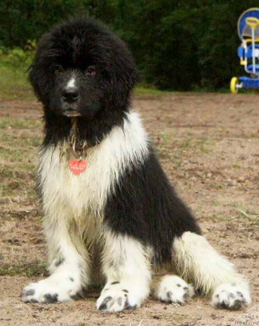 Фото: ньюфаундленд Питерньюф И Дид Ит Агаин (Piternyuf I Did It Again)