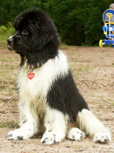 Фото: ньюфаундленд Питерньюф И Дид Ит Агаин (Piternyuf I Did It Again)