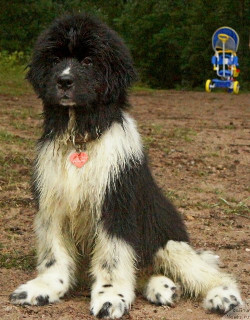 Фото: ньюфаундленд Питерньюф И Дид Ит Агаин (Piternyuf I Did It Again)