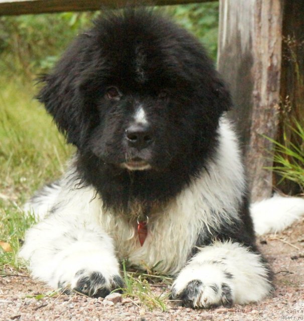 Фото: ньюфаундленд Питерньюф И Дид Ит Агаин (Piternyuf I Did It Again)