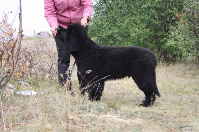 Фото: ньюфаундленд Бегущая по Волнам Зеро Коол