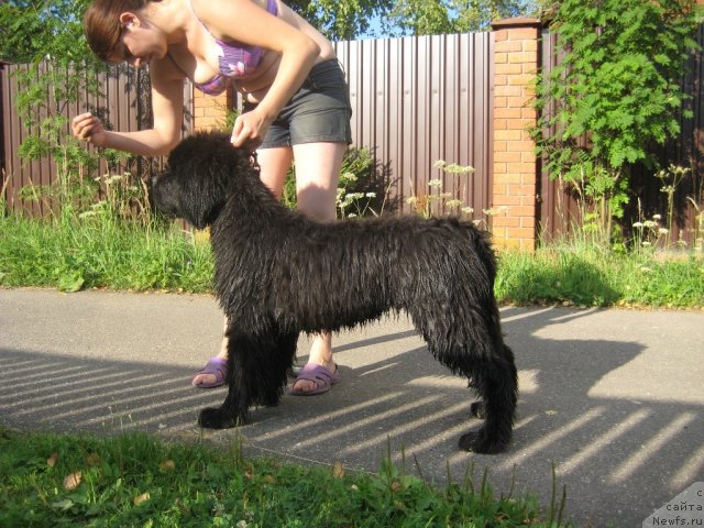 Фото: ньюфаундленд Very Fairweathers X'Got The Rhythm