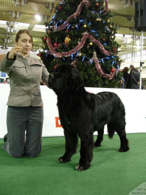 Фото: ньюфаундленд Сангрия, Анна Лутченкова