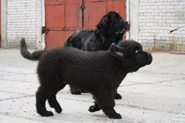 Фотография № 73945