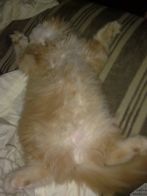 Фотография № 73950