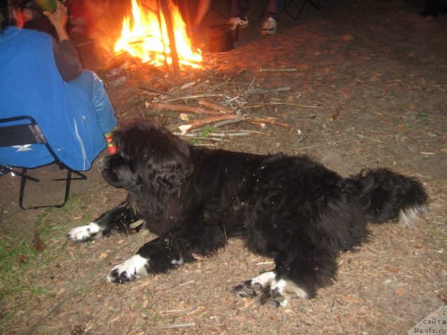 Фото: ньюфаундленд Блестящая Брина