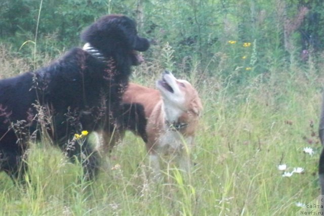 Фото: ньюфаундленд Смигар Волна Успеха