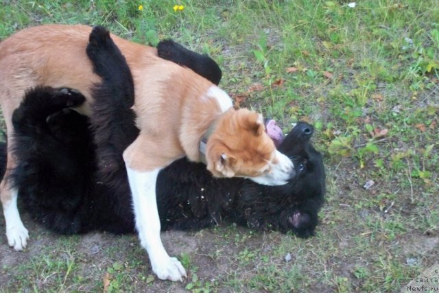 Фото: ньюфаундленд Смигар Волна Успеха