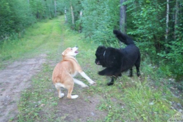 Фото: ньюфаундленд Смигар Волна Успеха