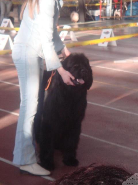 Фото: ньюфаундленд Севертан Ротмистр