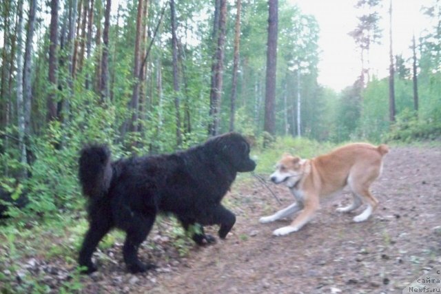 Фото: ньюфаундленд Смигар Волна Успеха