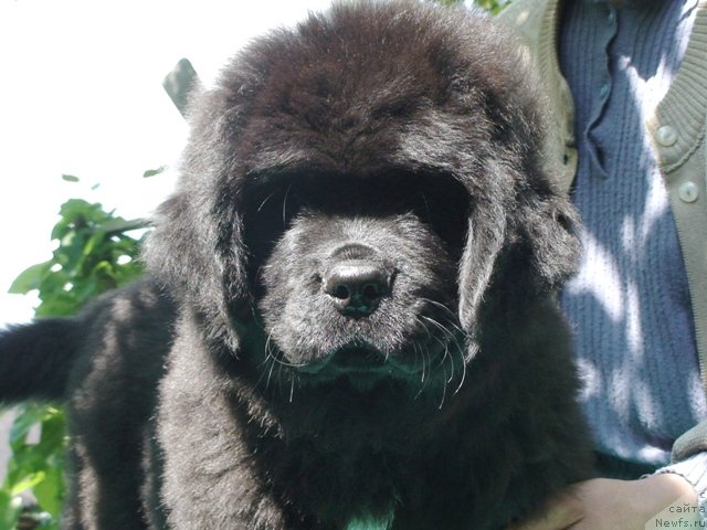 Фото: ньюфаундленд Лоцман в Море Жизни