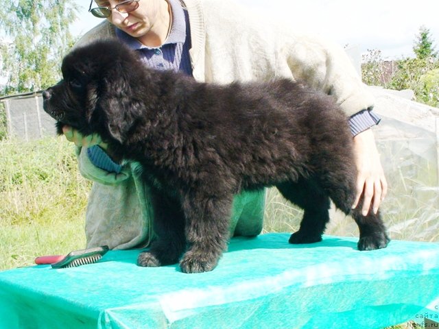 Фото: ньюфаундленд Лоцман в Море Жизни