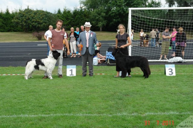 Фото: ньюфаундленд Аквиан Сонг Зеро Гравити (Akvian Song Zero Graviti), ньюфаундленд Gimenej Golden Star