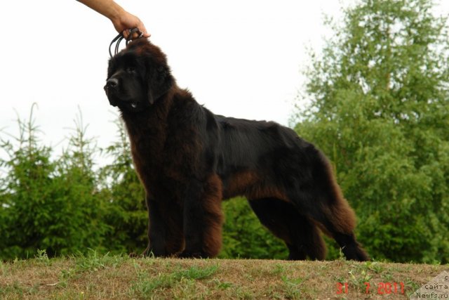 Фотография № 74022