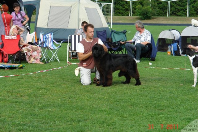 Фото: ньюфаундленд Сент Джонс Хендсел фо Ми (Sent Djons Handsel for Me), Александр Розенфельд