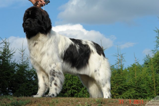 Фото: ньюфаундленд Аквиан Сонг Зеро Гравити (Akvian Song Zero Graviti)