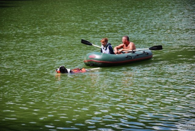 Фото: Ирина Гришина, ньюфаундленд Хьюго Босс из Уникальной Коллекции