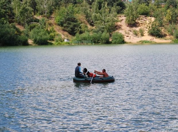 Фото: Галина Костюхова, ньюфаундленд Хьюго Босс из Уникальной Коллекции
