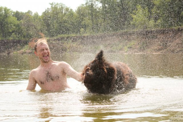 Фото: ньюфаундленд Лесная Сказка Королевский Медведь (Lesnaja Skazka Korolevskiy Medved), Дмитрий Самарцев