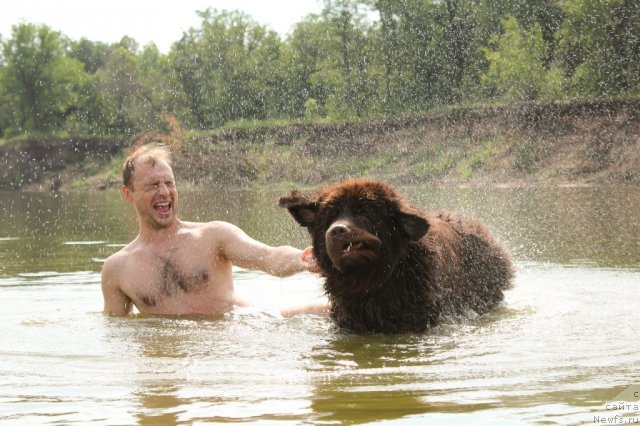 Фото: ньюфаундленд Лесная Сказка Королевский Медведь (Lesnaja Skazka Korolevskiy Medved), Дмитрий Самарцев