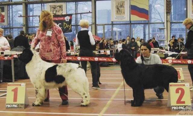 Фото: ньюфаундленд Kloofbears Lancelot for Sent Djons, ньюфаундленд Джентли Бон из Медвежьего Яра, Юлия Ястребова, Мария Смирнова