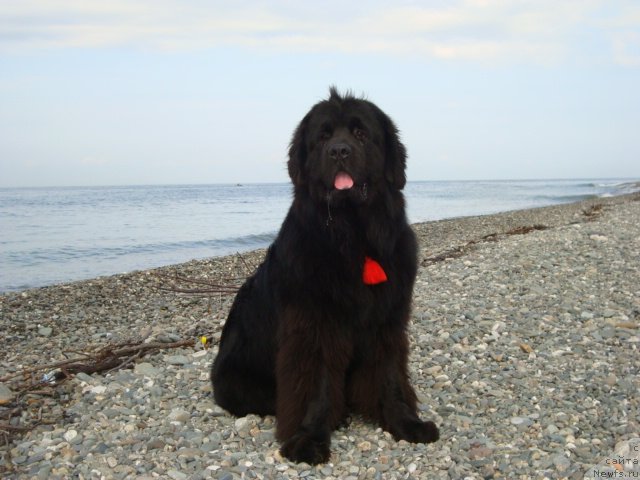 Фотография № 74075