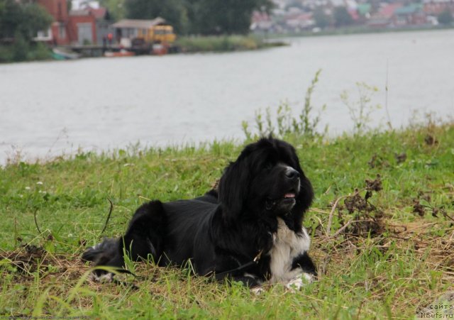 Фото: ньюфаундленд Супер Бизон Гера