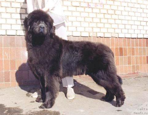 Фото: ньюфаундленд Севертан Маджеста