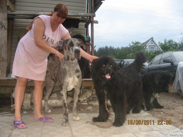 Фото: Слева направо: Джузи, Бренда, сестренка [d7400:Буськи], ньюфаундленд Балустар де Мантальчино