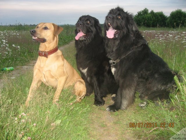 Фото: Лорд, ньюфаундленд Барбара Черный Брильянт, ньюфаундленд Балустар де Мантальчино