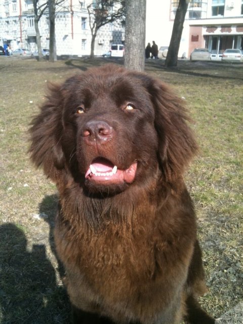 Фото: Михаил Старов, ньюфаундленд Life Is Life Mister Newf