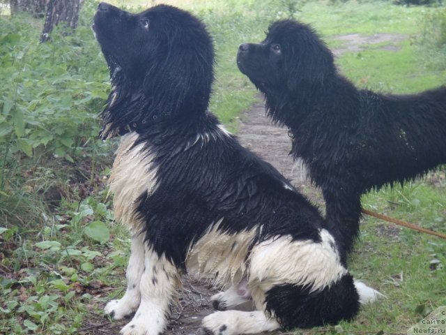 Фото: ньюфаундленд Жан Конкистадор, ньюфаундленд Жэрминаль Луи Филиппа